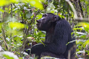 Chimpanzee eating wild jackfruit, Kibale National Park, Uganda Chimpanzee eating wild jackfruit, Kibale National Park, Uganda