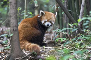 China, Chengdu, Chengdu Research Base of Giant Panda Breeding, red panda, (Ailurus fulgens) China, Chengdu, Chengdu Research Base of Giant Panda Breeding, red panda, (Ailurus fulgens)