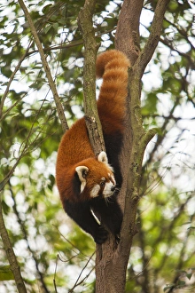 China, Chengdu, Wolong National Natural Reserve. Red or lesser panda in tree. Credit as China, Chengdu, Wolong National Natural Reserve. Red or lesser panda in tree. Credit as