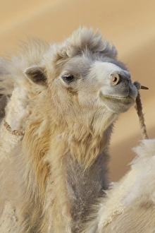 China, Gansu Province, Badanjilin Desert. Close-up of camel in a desert convoy. Credit as China, Gansu Province, Badanjilin Desert. Close-up of camel in a desert convoy. Credit as
