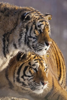 China, Harbin, Siberian Tiger Park. Affectionate Siberian tigers China, Harbin, Siberian Tiger Park. Affectionate Siberian tigers