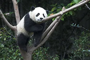 China, Sichuan Province, Chengdu, Chengdu Research Base of Giant Panda Breeding China, Sichuan Province, Chengdu, Chengdu Research Base of Giant Panda Breeding