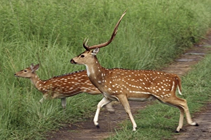 Chitals crossing the track, Corbett National Park, India Chitals crossing the track, Corbett National Park, India