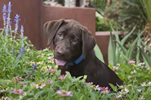 Chocolate labrador puppy in a garden setting (PR) Chocolate labrador puppy in a garden setting (PR)