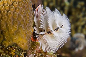 Christmas Tree Worm (Spirobranchus giganteus) on Star Coral (Montastraea cavernosa) Christmas Tree Worm (Spirobranchus giganteus) on Star Coral (Montastraea cavernosa)