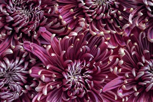 Full Frame Flower Pictures Prints: Chrysanthemums (mums)