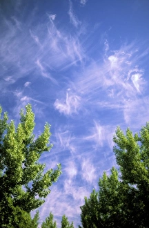 Cirrus Cloud Formations Prints: Cirrus clouds