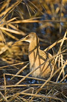 Clapper Rail (Rallus longirostris) adult, also known as marsh hen hunting Clapper Rail (Rallus longirostris) adult, also known as marsh hen hunting