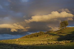 Clearing Thunderstorm; Yellowstone National Park Clearing Thunderstorm; Yellowstone National Park