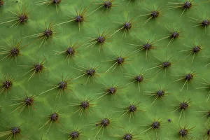 Close up of a cactus, South Plaza Island, Galapagos islands, Ecuador Close up of a cactus, South Plaza Island, Galapagos islands, Ecuador