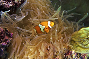 Close up of a Clown Fish in an Anemone, Nadi, Fiji Close up of a Clown Fish in an Anemone, Nadi, Fiji