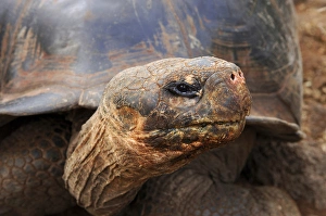 Close up of a Galapagos Tortoise, Giant Tortoise, Geochelone nigra, Galapagos Islands Close up of a Galapagos Tortoise, Giant Tortoise, Geochelone nigra, Galapagos Islands