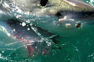 Close up of a Great White Shark (Carcharodon carcharias) swimming at the surface in Capetown Close up of a Great White Shark (Carcharodon carcharias) swimming at the surface in Capetown