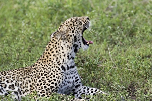 Close up of leopard lying on grass resting, head raised at 45 degree angle yawning Close up of leopard lying on grass resting, head raised at 45 degree angle yawning