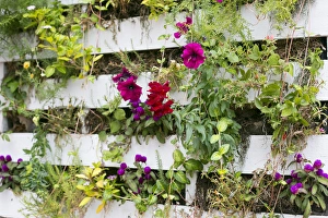 Close up of a living wall. Santa Fe, New Mexico, USA Close up of a living wall. Santa Fe, New Mexico, USA