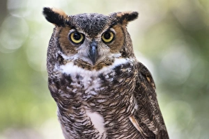 Close up Portrait of Great Horned Owl looking at you Close up Portrait of Great Horned Owl looking at you