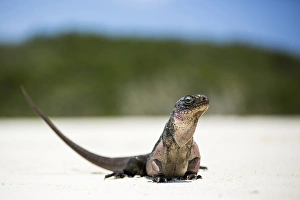 Close up portrait of an Iguana on the beach near Staniel Cay, Exuma, Bahamas Close up portrait of an Iguana on the beach near Staniel Cay, Exuma, Bahamas