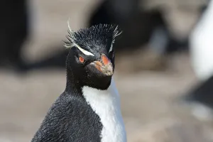 Close up portrait of a Rockhopper penguin, Eudyptes chrysocome Close up portrait of a Rockhopper penguin, Eudyptes chrysocome