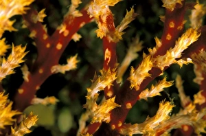 Soft Coral Prints: Close up of soft coral
