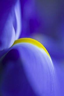 Nature Flower Photography Prints: Close-up detail of a Blue Flag iris