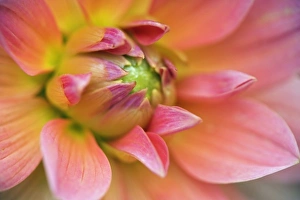 Close-up of Dahlia flower, Dahlia spp. Rockport, Maine Close-up of Dahlia flower, Dahlia spp. Rockport, Maine