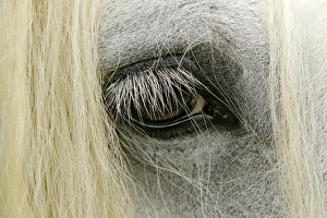 Close-up details of Gypsy Vanner horse eyeball, Crestwood, KY Close-up details of Gypsy Vanner horse eyeball, Crestwood, KY