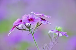 Close-up of Drummond Phlox, Phlox drummondi, Hilton Head Island, South Carolina Close-up of Drummond Phlox, Phlox drummondi, Hilton Head Island, South Carolina