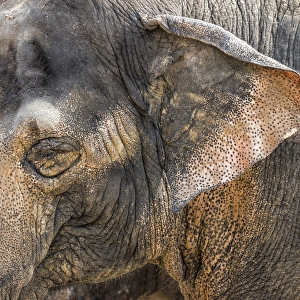A close-up of the eye and ear of an Asian elephant at the Cincinnati Zoo A close-up of the eye and ear of an Asian elephant at the Cincinnati Zoo
