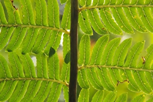 A close-up detail of a fern in the Babinda Boulders rainforest, an hours drive south of Cairns A close-up detail of a fern in the Babinda Boulders rainforest, an hours drive south of Cairns