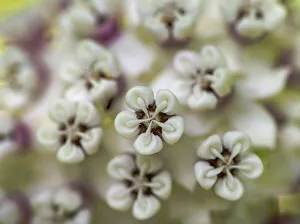 Close-up of flower heads before opening (redring milkweed, white-flowered milkweed Close-up of flower heads before opening (redring milkweed, white-flowered milkweed