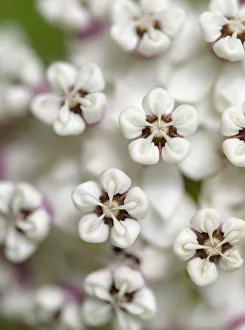 Close-up of flower heads before opening (redring milkweed, white-flowered milkweed Close-up of flower heads before opening (redring milkweed, white-flowered milkweed