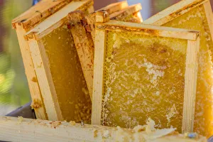 Close-up of frames of uncapped honey in a tub, waiting to be put into a honey extractor Close-up of frames of uncapped honey in a tub, waiting to be put into a honey extractor