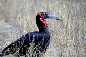 Close-up of a Ground Hornbill, Kruger National Park, South Africa (Bucorvus leadbeateri) Close-up of a Ground Hornbill, Kruger National Park, South Africa (Bucorvus leadbeateri)