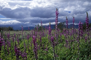 Close-up of lupine during storm in Anza-Borrego Desert State Park, CA Close-up of lupine during storm in Anza-Borrego Desert State Park, CA