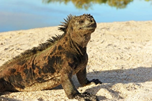 Close-up of a Marine Iguana, Galapagos Islands, Ecuador (Amblyrhynchus cristatus) Close-up of a Marine Iguana, Galapagos Islands, Ecuador (Amblyrhynchus cristatus)