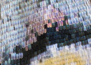 Close-up patterns of butterfly wings showing the tiny overlapping scales Close-up patterns of butterfly wings showing the tiny overlapping scales