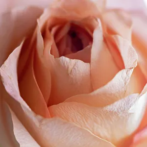 Close Up Rose Prints: Close-up of rose