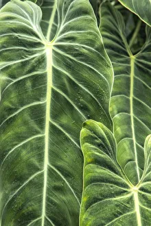 Close-up shots of the leaves from the elephant ears plant, also known as Alocasia Close-up shots of the leaves from the elephant ears plant, also known as Alocasia