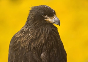 Close-up of a Striateed Caracara (Johnny Rook), Yellow Background, Falkland Islands Close-up of a Striateed Caracara (Johnny Rook), Yellow Background, Falkland Islands