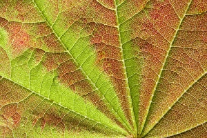 Close-up of vein pattern on maple leaf. Credit as: Don Paulson / Jaynes Gallery Close-up of vein pattern on maple leaf. Credit as: Don Paulson / Jaynes Gallery
