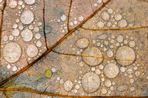 Close-up of water drops and vein pattern on autumn maple leaf, Hiawatha National Forest Close-up of water drops and vein pattern on autumn maple leaf, Hiawatha National Forest