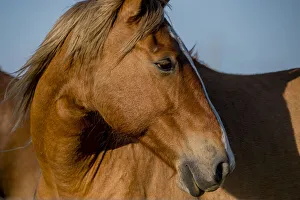Close-up of a wild horse living in Flint Hills of Kansas Close-up of a wild horse living in Flint Hills of Kansas