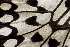 Close-up detail Wing Pattern of Tropical Butterfly Close-up detail Wing Pattern of Tropical Butterfly
