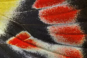 Images Dated 17th February 2004: Close-up detail Wing Pattern of Tropical Butterfly