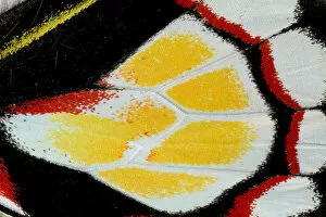 Images Dated 17th February 2004: Close-up detail Wing Pattern of Tropical Butterfly