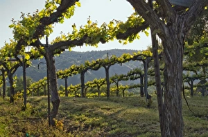 Close up of vines at Gold Hill Vineyard & Brewery above American River Canyon, El Dorado county Close up of vines at Gold Hill Vineyard & Brewery above American River Canyon, El Dorado county