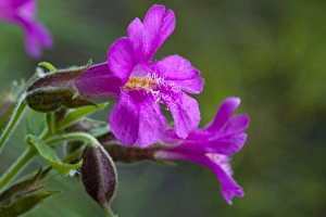 Mountain Flowers Prints: Closeup of Lewis Monkeyflower