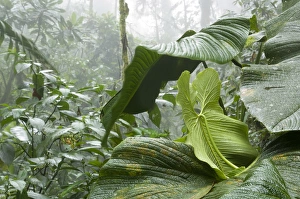 Cloud forest scene, Andes Mountains, Bella Vista Birding Lodge, Ecuador Cloud forest scene, Andes Mountains, Bella Vista Birding Lodge, Ecuador