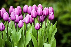 A cluster of purple tulips agains green background A cluster of purple tulips agains green background