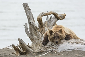 Coastal Grizzly Bear (ursus arctos) Hangs out on a tree stump, Alaska Coastal Grizzly Bear (ursus arctos) Hangs out on a tree stump, Alaska